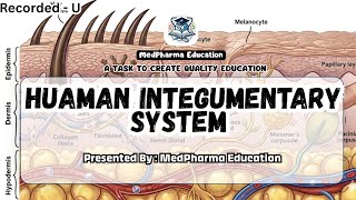 Integumentary System & Skin | Layers of Skin, Functions & | Anatomy & Physiology B.Pharm 1st Sem