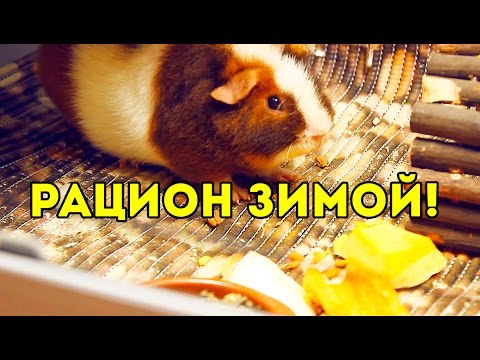 Рацион Морских Свинок Зимой: СОЧНЫЙ КОРМ / SvinkiShow