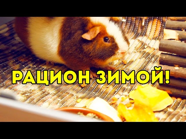 Рацион Морских Свинок Зимой: СОЧНЫЙ КОРМ / SvinkiShow - YouTube