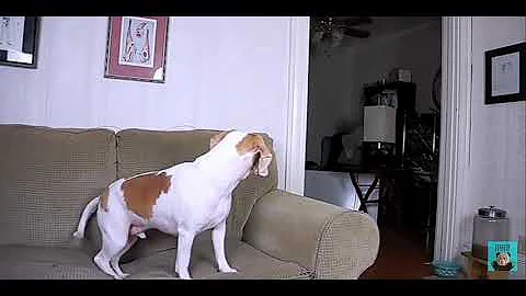 Dog pranked with Alien : funny dog maymo