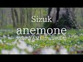 anemone feat.AYAME(from AliA) - Sizuk【オルゴールver.】