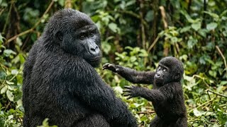 De onbreekbare band van een moeder: overleven in de jungle zonder zicht