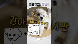 [에스파] 사고 친 강아지 국룰 표정