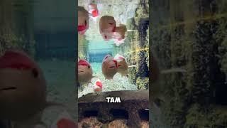 Рыбу специально запускают в канализацию Японии 😳🐟 #япония#рыба#экология#факты #путешествия#viral