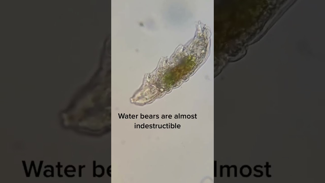Water bear animal part 2 😱❓