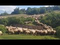 Фарма Јованови 22.мај.2022.г 🐏🐑