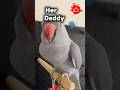 🥰#shorts #petshorts #countrymusic #petshorts #parrotshorts #songshorts #funshorts