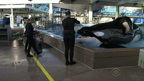 What did SeaWorld say about Tilikum?