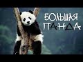 Панда: живое сокровище Китая | Большая панда | Познавательное видео