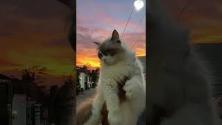 Cute ragdollcat n twilight #cat #fyp #fypageシ #viral #cats #viralvideo #viralshorts #love #pets