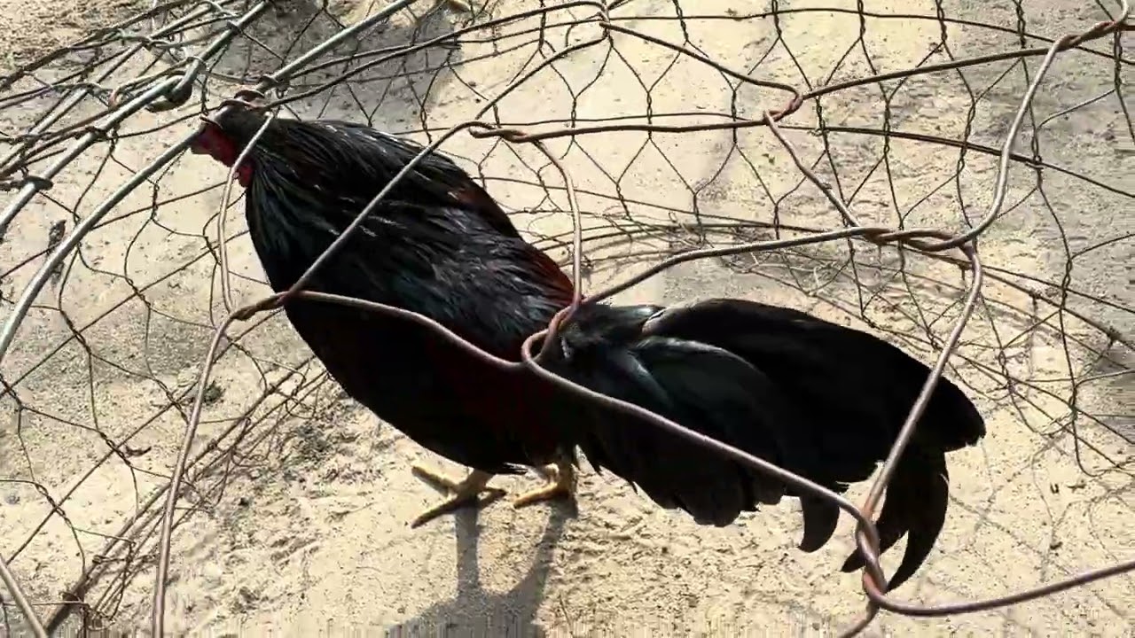 Trại gà thạch Bùi 2 / vip vip đón Xuân ae ơi !