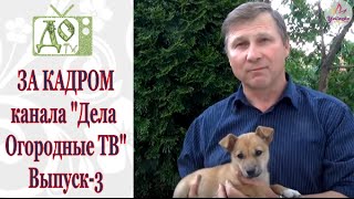 Перцы и баклажаны. Первая подкормка. ЗА КАДРОМ канала Дела Огородные ТВ(Прошел месяц после высадки рассады перцев и баклажан в теплицу. Что делат дальше? Когда вносить первую подк..., 2016-06-06T13:46:01.000Z)