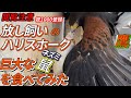 (17分以降、極めて閲覧注意）放し飼いのハリスホークが巨大なネズミを食べてみた‼cage free hawk　【鷹匠】【鷹狩】