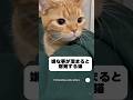 嫌な事があると飼い主に不満を爆発させる猫😂 #猫 #ねこ #面白い #猫のいる暮らし #かわいい猫