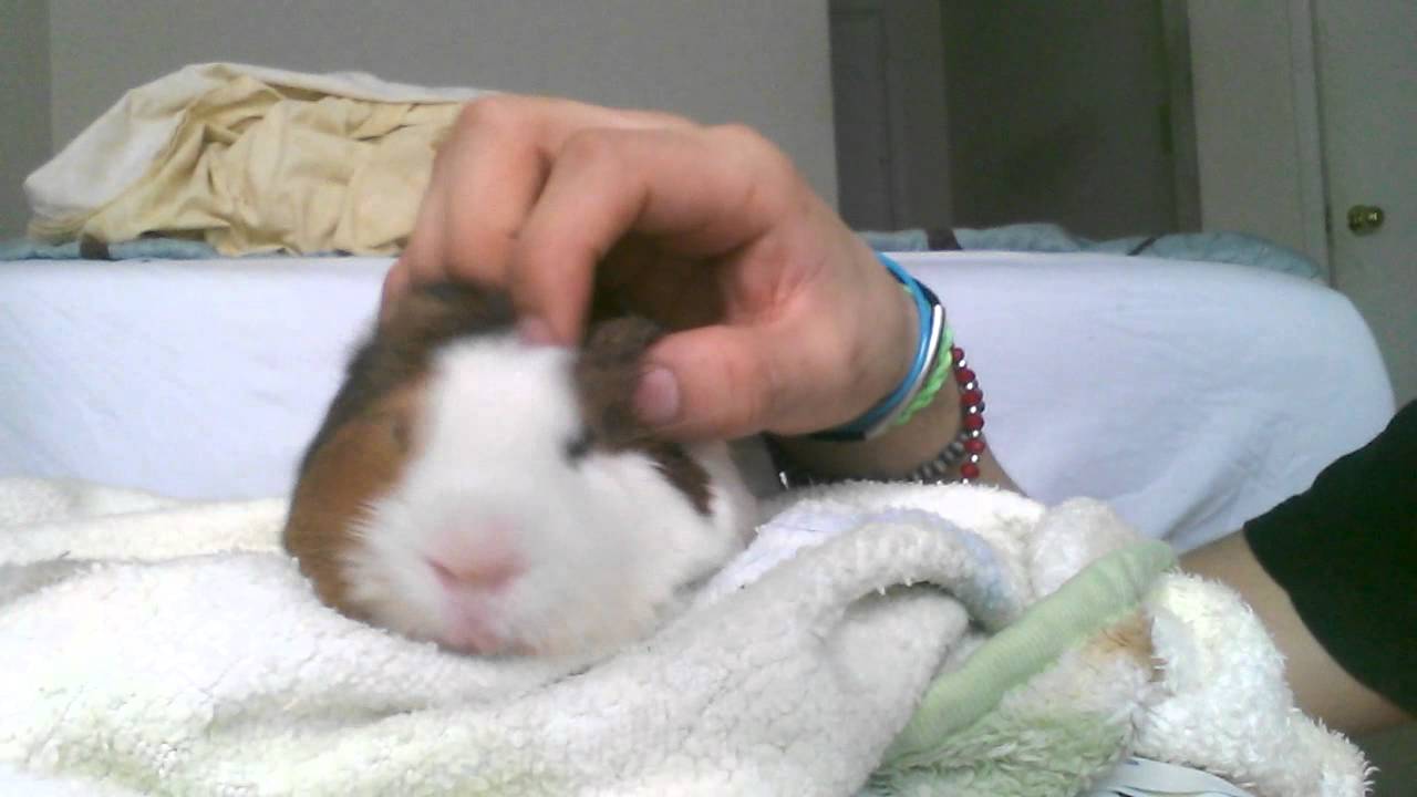 ASMR ∆ Guinea Pig Massage ∆ background noises ∆ YouTube