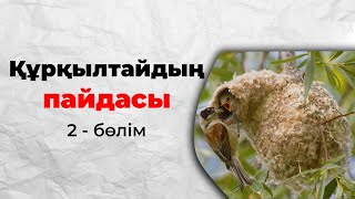 Құрқылтай ұясының пайдасы 2 бөлім | Табиғаттың сыйы