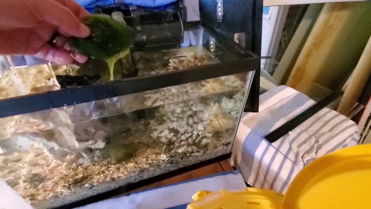 Brackish water aquarium water change and new species added.