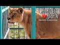 Львица - охотница ДИНА встречает гостей! Life of lions