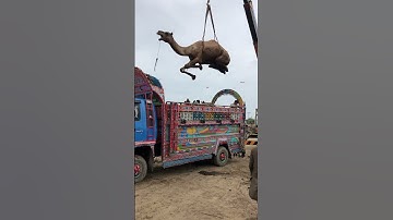 Camel loading in truck #yt #camel #lighttruck #shortvideo #camelloading #animals