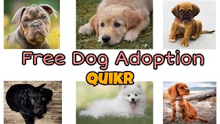 dogs on quikr