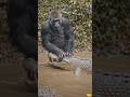 🦍🐊 Gorilla vs Crocodile… Who Wins? 😳#Shorts #GorillaVsCrocodile #AnimalFight #ApexClash