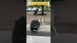 محاولة دخول البيت  /اجمل المواقف المضحكة /افضل فيديو مضحك #شورت #shorts_video