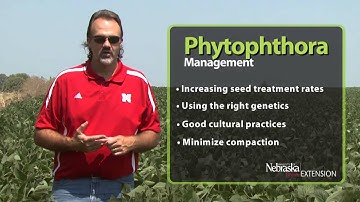 Managing Phytophthora Root and Stem Rot of Soybean