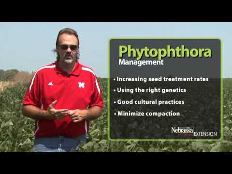 Managing Phytophthora Root