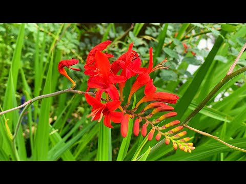 Video: Montbrecia Oder Crocosmia Ist Ein Nicht Erkannter Gladiolus. Pflanzen, Pflege, Anbau. Foto