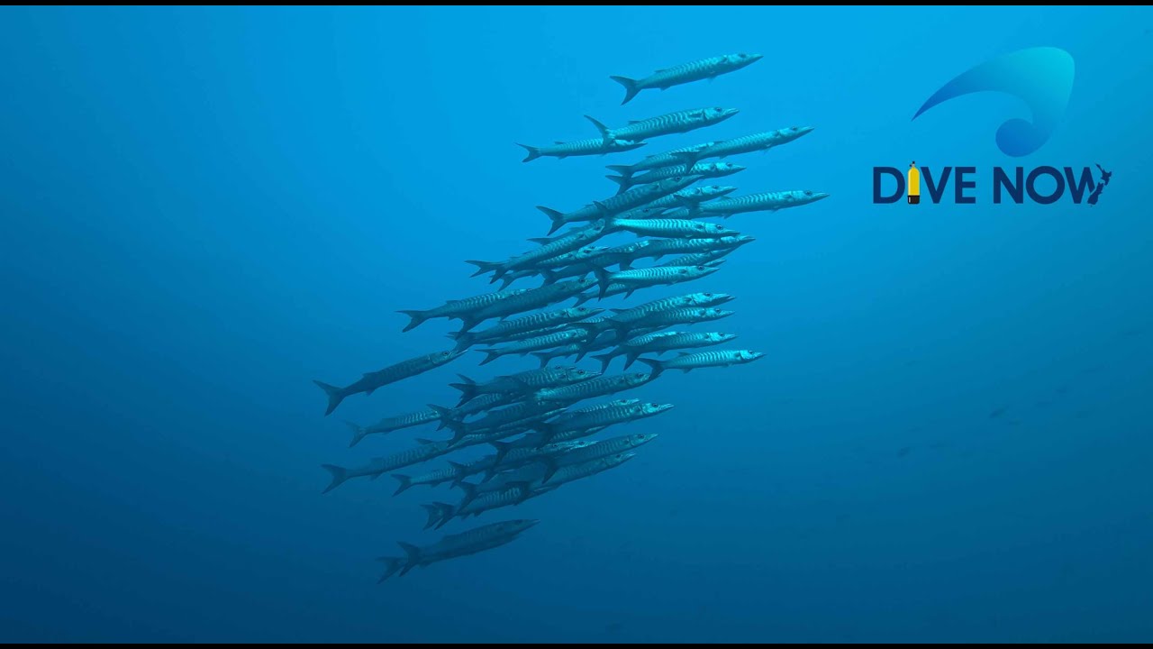 Solomon Islands scuba diving trip