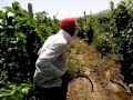 Vineyard Funny Killer