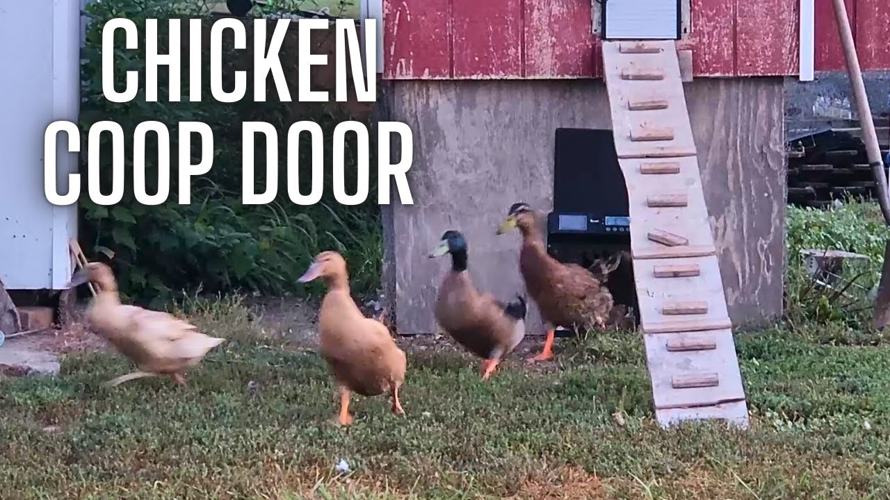 Aluminum Automatic Chicken Coop Door with Timer Solar chicken door