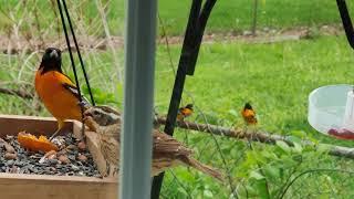 So many orioles by David Rosenfield 30 views 3 years ago 1 minute, 3 seconds