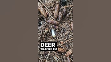 Deer Love Fungi https://www.pfhabitat.com/ #deer #deerhunting #habitat #wildlife #whitetaildeer