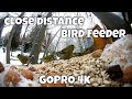 Bird Feeder from a different perspective - 4K GoPro