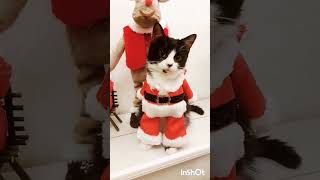 Christmas costume for a cat diy#handmade#homedecor#diy #diyhomedecor#craft#christmas