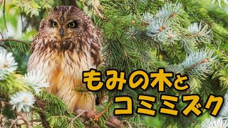 【4K】20220327 もみの木とコミミズク