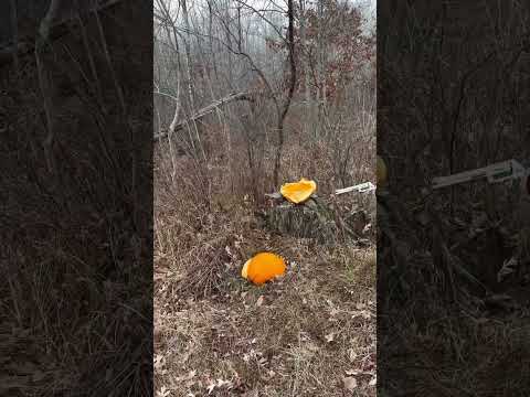 .460 Smith and Wesson Vs. Pumpkin