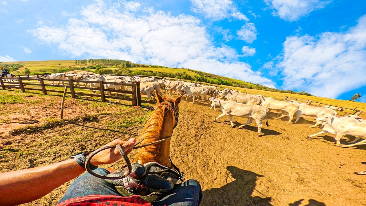 TROCANDO O GADO DE PASTO NA MINHA FAZENDA COM O CAVALO
