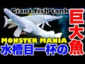 【とにかくデカイ】水槽目一杯！古代魚！巨大魚！モンスターサイズの熱帯魚を飼育するマニアが凄かった！アクアリウム　aquarium tropicalfish