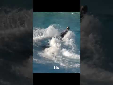 Tilikum Kills Dawn Autopsy Photos