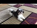 shih tzu dog goes crazy for 2 and a half minutes