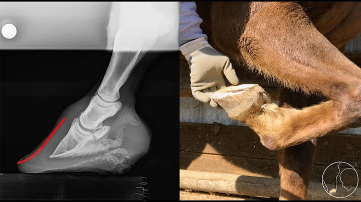 Hoof Care with Jerry Schmidt: Trimming to Address ...