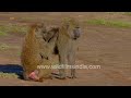 Baboon brawl turns into a peaceful stroll in Africa