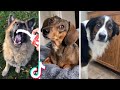 Most Amazing PETS of TikTok Compilation 🐕🥰 Animals Doing Funny Things!