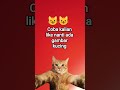 #cat #kucing #kucing #kucinglucu
