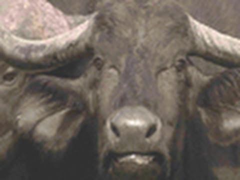 Buffalo Birth - The Last Lions Deleted Scenes | National Geographic