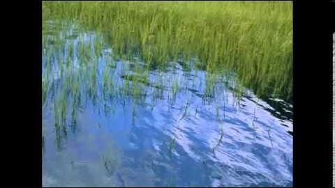 Save the Chesapeake Bay!