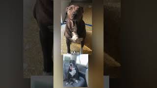 German Shepherd x Chocolate Lab x American Pit Bull Terrier Mix Net Worth
