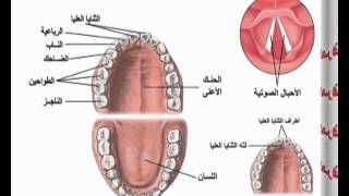 تبسيط أحكام التجويد | الجهاز الصوتى 03